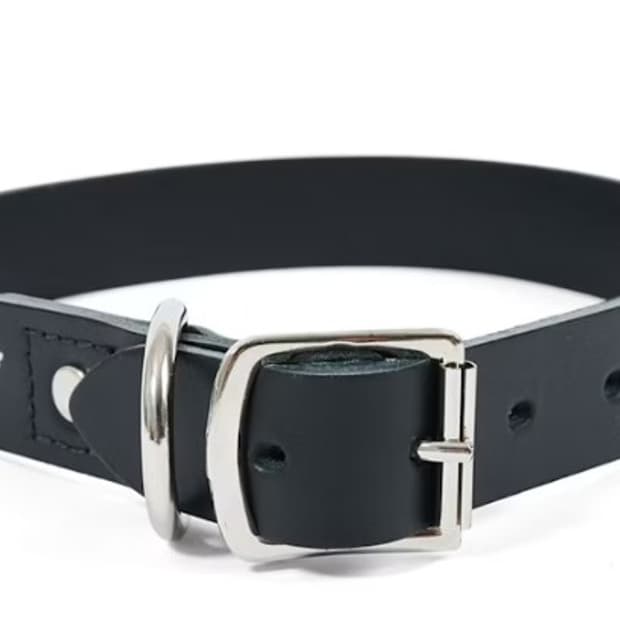 팔라스 반려견 가죽 목걸이