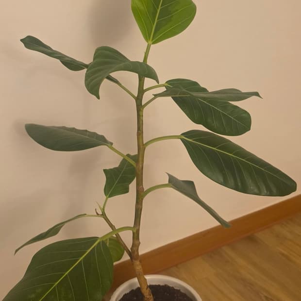식물화분