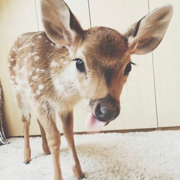 브랜디멜빌 헨리넥 롱슬리브 grey