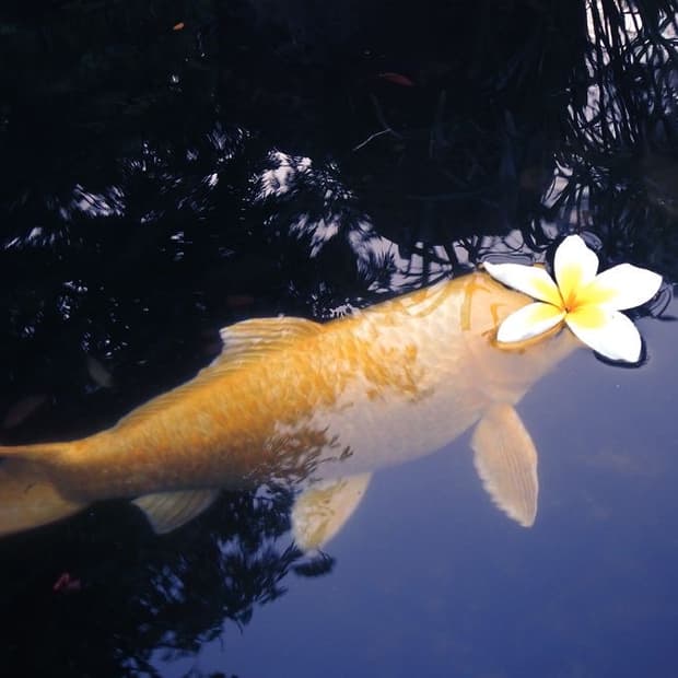 빅버튼 니트 가디건