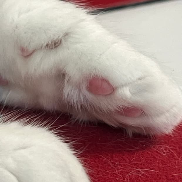 고양이 팝니다