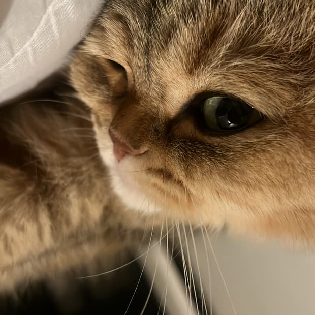 고양이