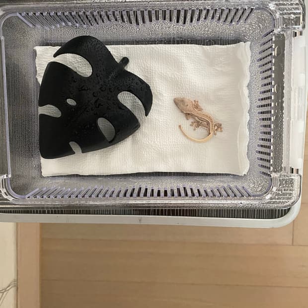 메종 마르지엘라 타비 링 삽니다