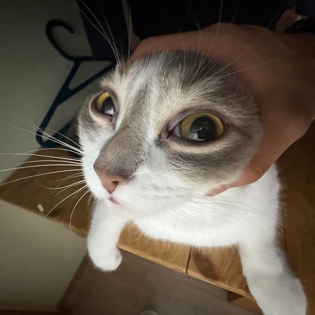 스톤아일랜드 소프트쉘 삽니다