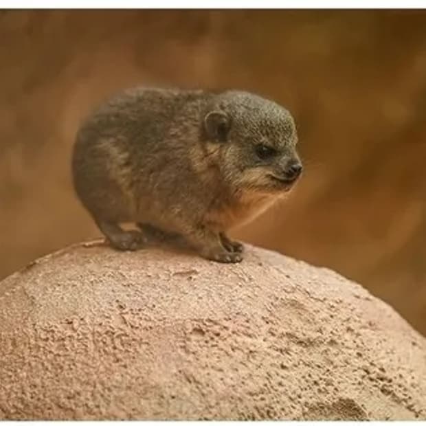 galwixn님 결제창