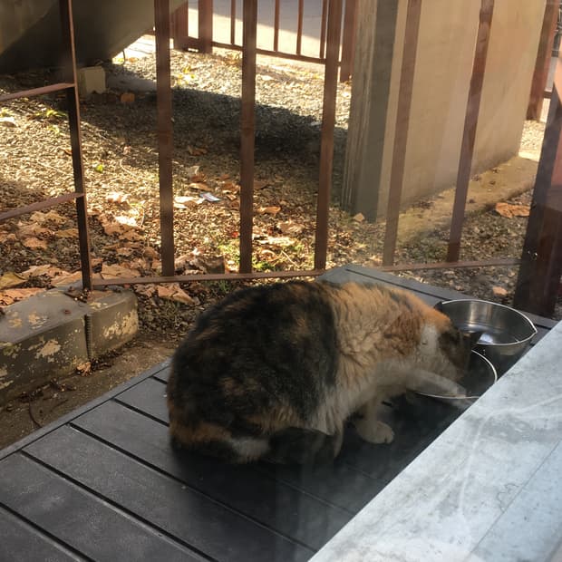 릴코, 선데이업