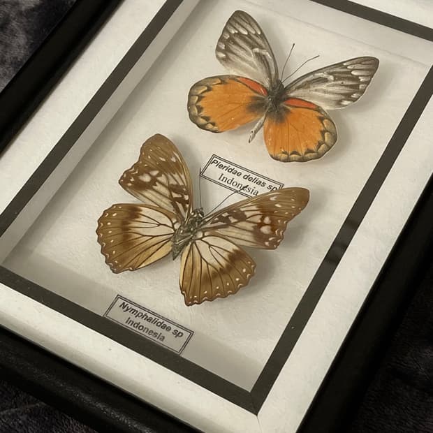 리얼 나비 박제 액자 인테리어소품