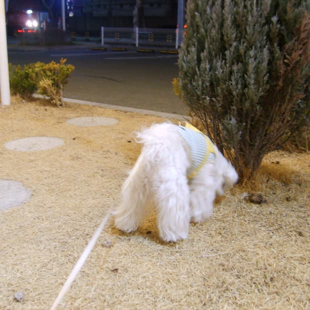 작례O 삼성 케녹스 Kenox S500 빈티지 디지털 카메라 디카