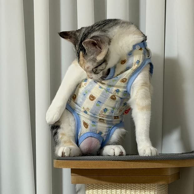 [구매글] 리코 cx6 구해요 ricoh cx6