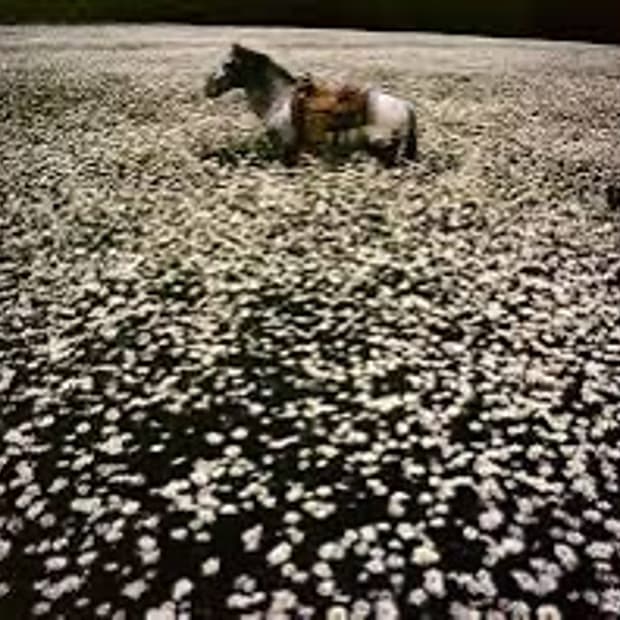 [구해요]린다 매카트니 데이지 포스터 