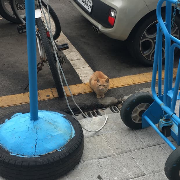 코닥 이지쉐어 c143 구합니다