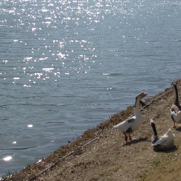 (작례o) 니콘 쿨픽스 3100 디카