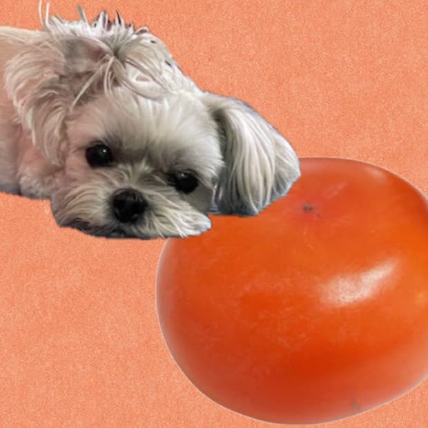 shakishaki님 개인 결제창