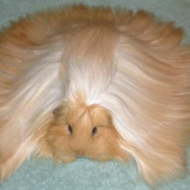 라부부 캐러멜 사탕 결제창입니다 ★