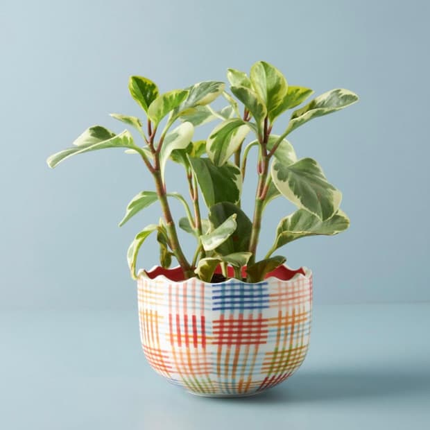 (새상품) Gingham Pot