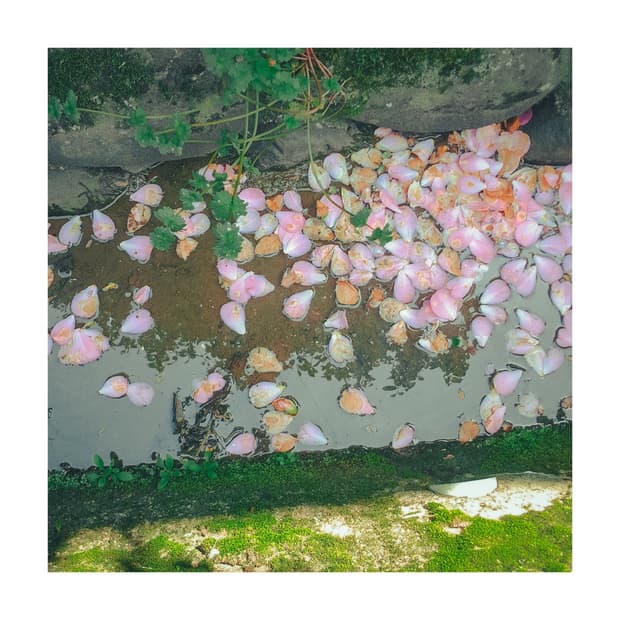 디카계의 에르메스, 라이카 미니룩스 4.3