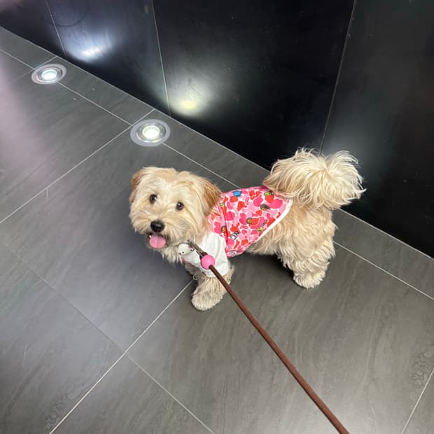 베이프 펫 티셔츠 카모 핑크