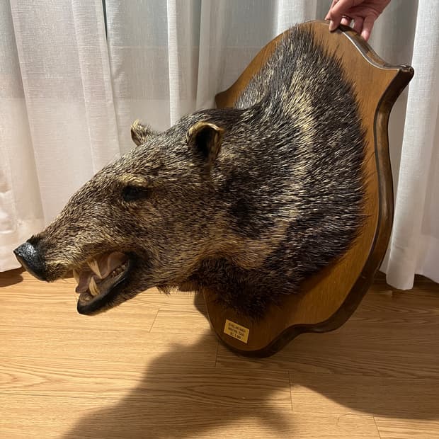 1964년 제작 Javelina 빈티지 헌팅트로피