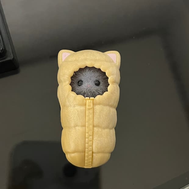 실바니안 블라인드백 페르시안 침낭 고양이