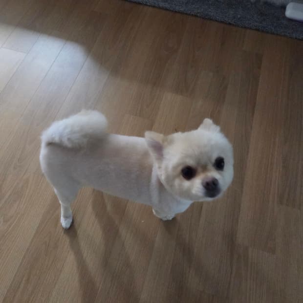 털깎은자비스