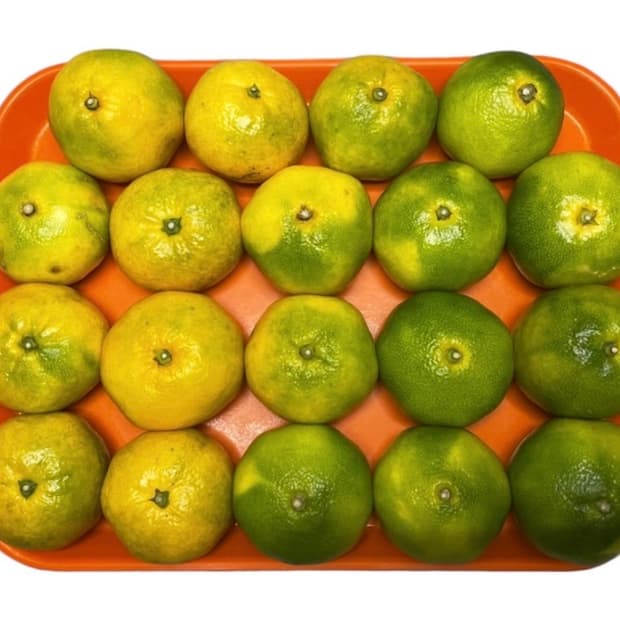 반스 코어 클래식 어센틱 다크네이비 사이즈 275