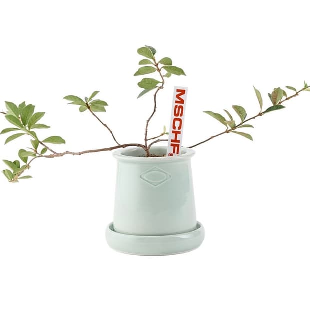 미스치프 X Feu 화분 Honey pot (Jade)