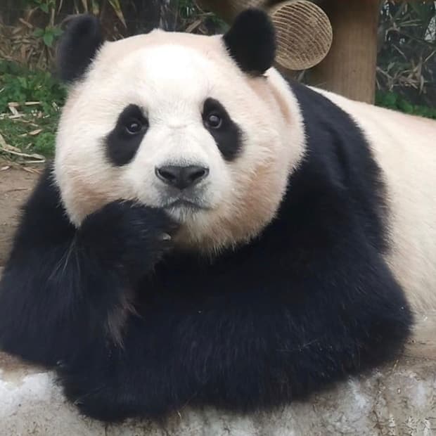 크롬하츠 워크독 자켓