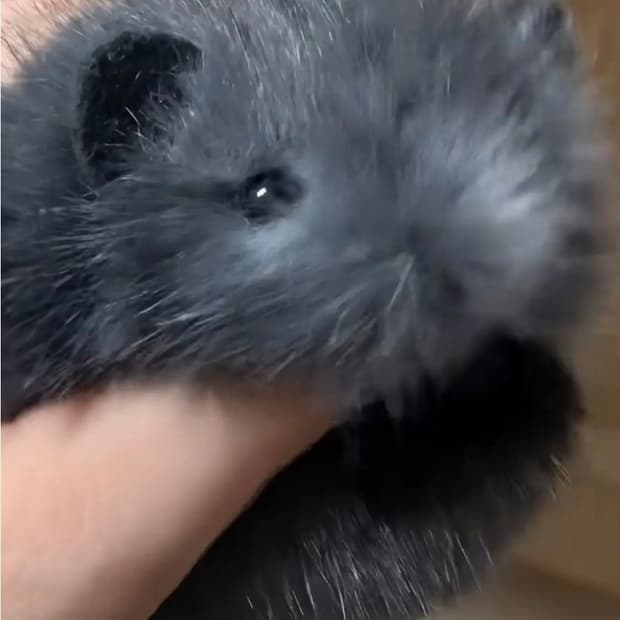 12cm 수제 햄스터 인형 마스코트 