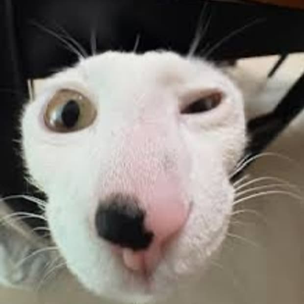 코이세이오 대리구매