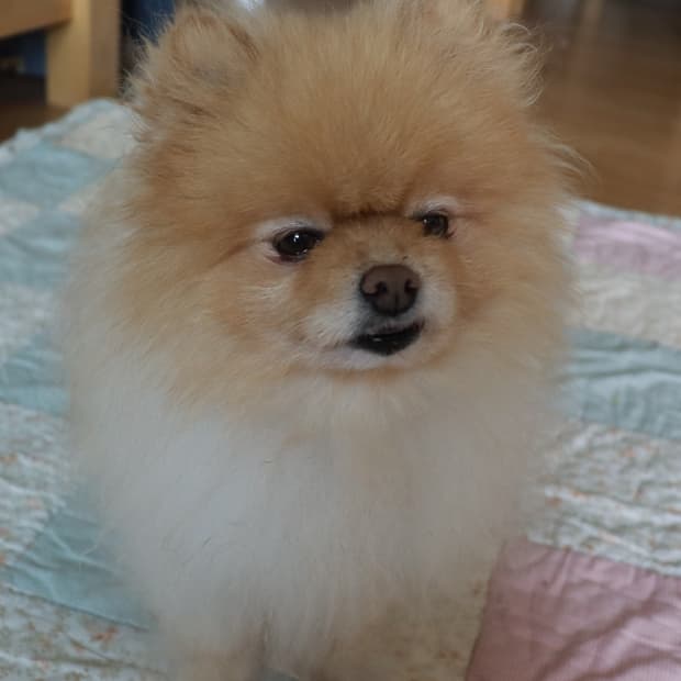 pingm***님 결제창