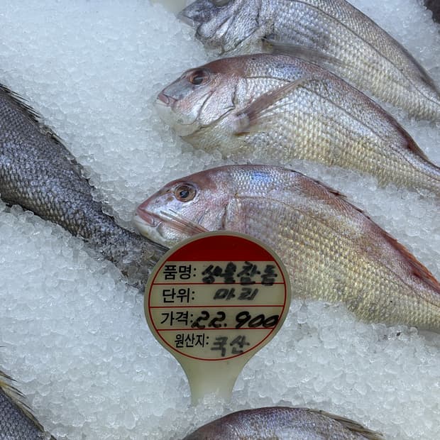 Lavodalova님 결제창