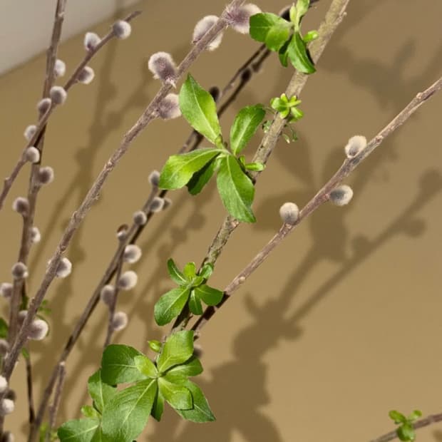 키코 코스타디노브