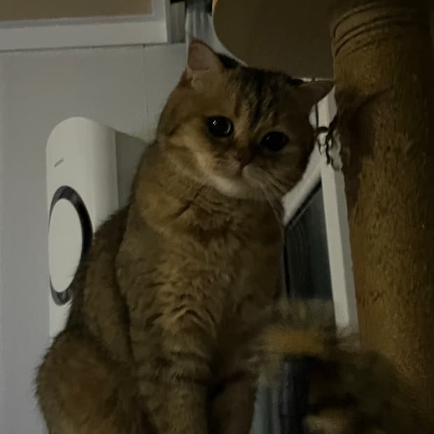 고양이