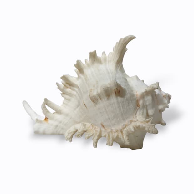 Ocean Giant Shell Object