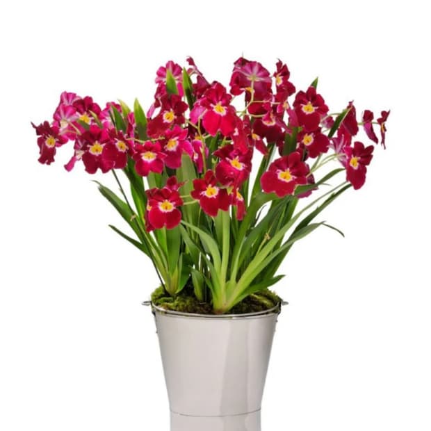 (새상품)Perigot 버킷계의 롤스로이스