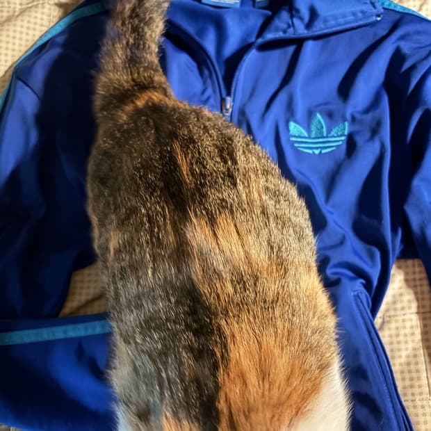 고양이도 선택한 아디다스 파민 져지