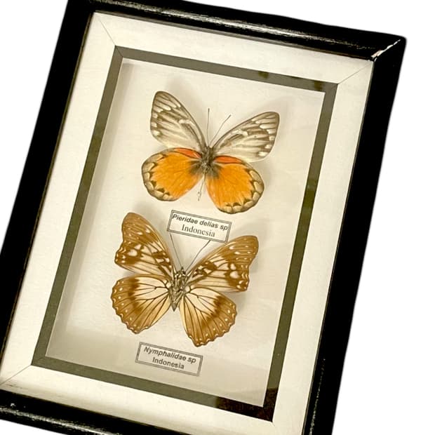 나비 박제 액자 유럽풍 인테리어