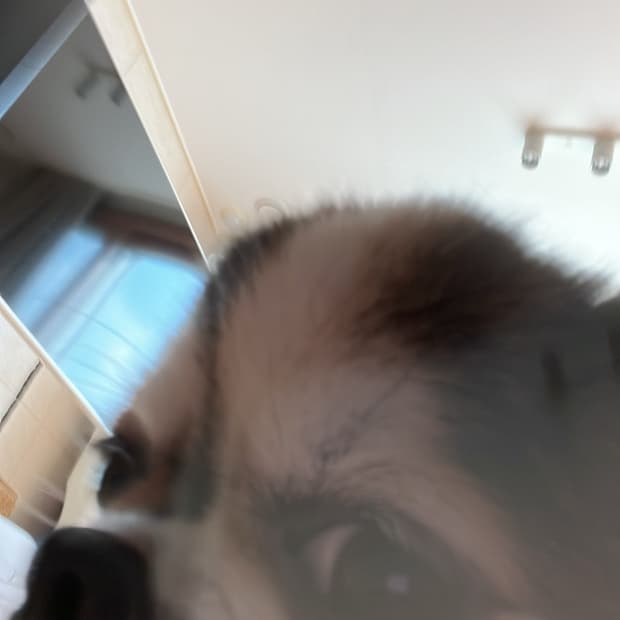 장모치와와