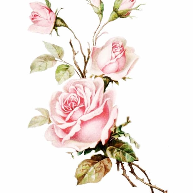 에르메스 화이트 와니 베안