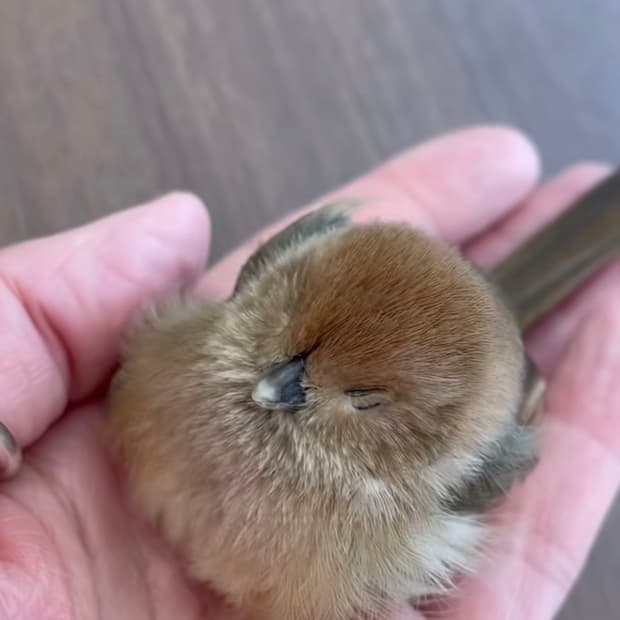 🧥  Stüssy 스투시 다이스 로고 반팔 티셔츠 (Black)