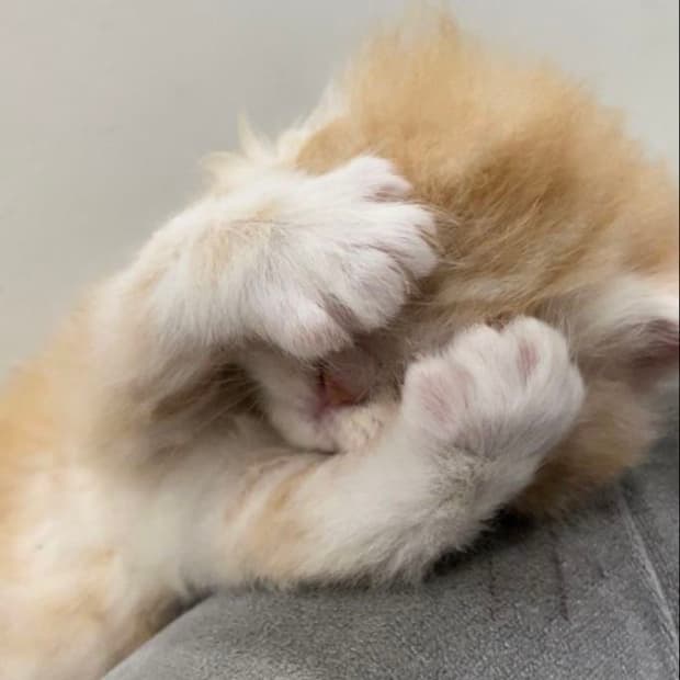 닥터마틴 패트리샤