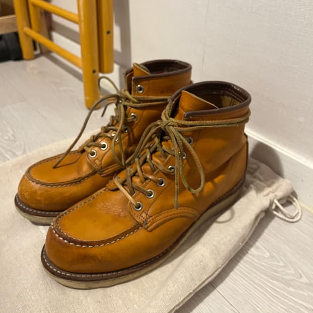 레드윙 아이리쉬세터