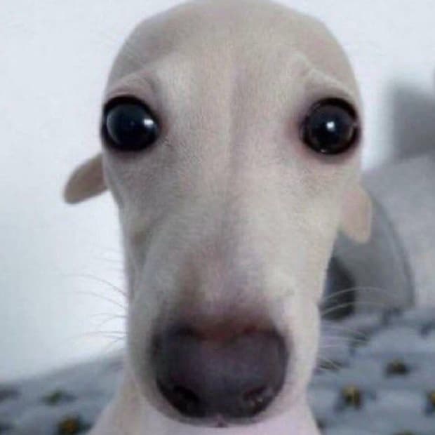 삽니다) 캐논 익서스 870 / 익시 920