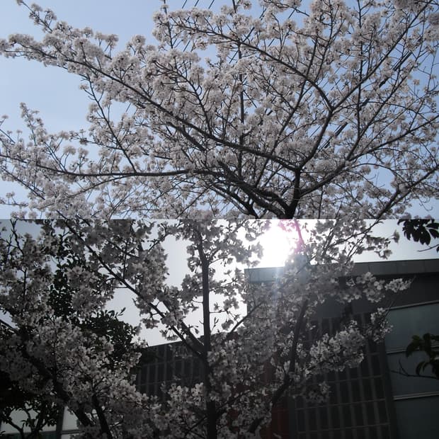 작례O) 핑크 카시오 엑슬림 ex-Z1 빈티지 카메라