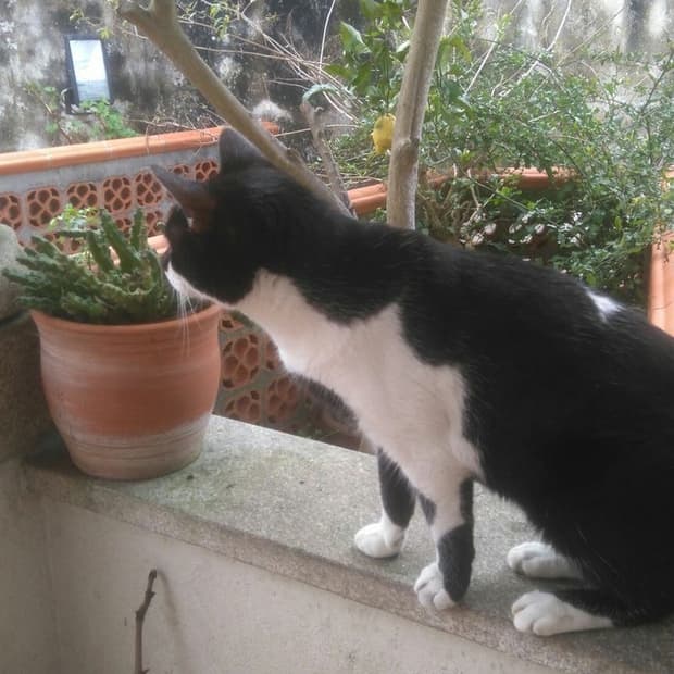 실버 케이스 필름