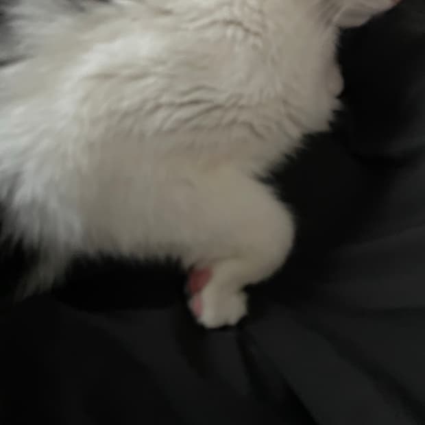 Rickchrome님 릭 스투지 48 결제창