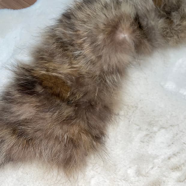 Fox fur