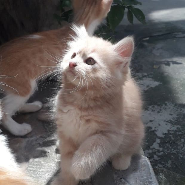실버 필름 결제창