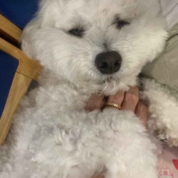 폴로 4개 결제창