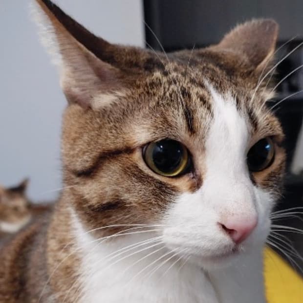 Sankuanz(산쿠안즈) 제품들 구합니다